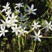 White flowering weeds by homeschoolmom