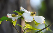 3rd Apr 2020 - Dogwood and bee