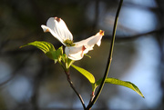 4th Apr 2020 - White dogwood in bloom