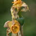 Droopy Daffodils by genealogygenie
