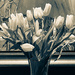 Tulips Framed by sprphotos
