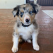 We have a new grand dog! by eudora