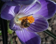 5th Apr 2020 - Busy Bee
