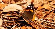 5th Apr 2020 - Butterfly on the Straw and Leaves!