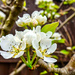 Pear Blossom. by tonygig