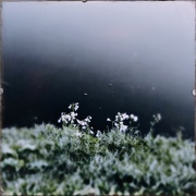 3rd Apr 2020 - The white flower