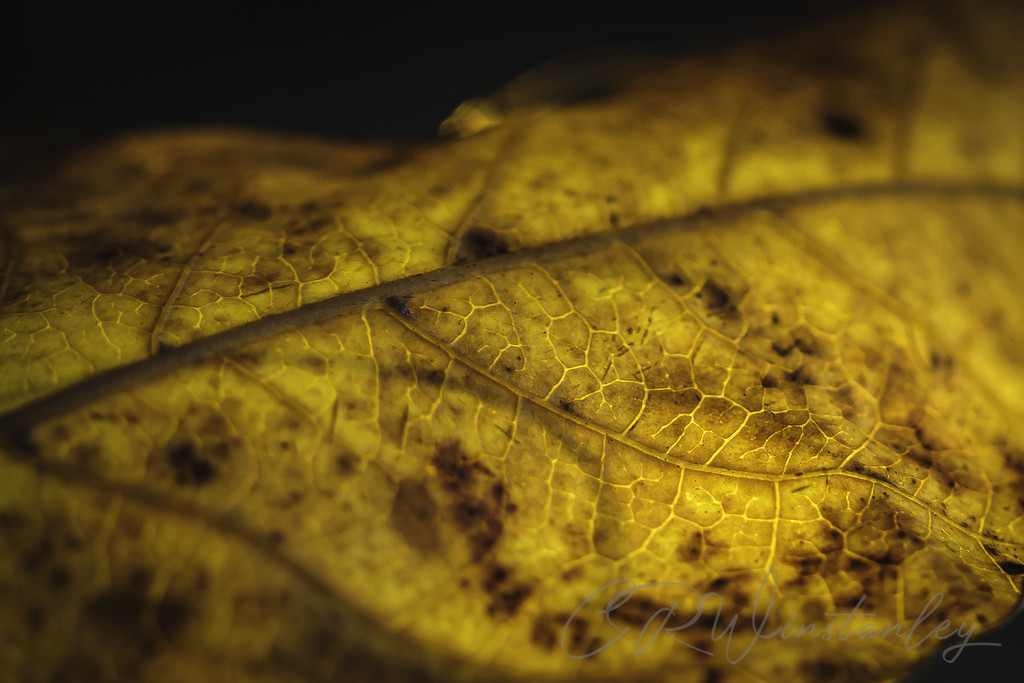 Autumn Leaf by kipper1951
