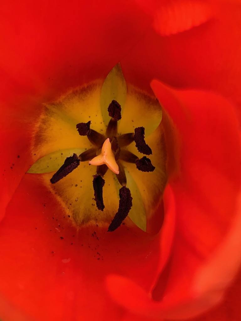 The inner tulip by 365projectmaxine