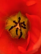4th Apr 2020 - The inner tulip