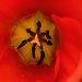 The inner tulip by 365projectmaxine