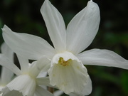 6th Apr 2020 - I have never seen a pure white daffodil before.....