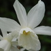 I have never seen a pure white daffodil before..... by 365anne