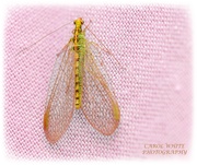 6th Apr 2020 - Lacewing Or Two On My Washing