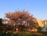 6th Apr 2020 - 2020-04-06 Blossom at Sundown