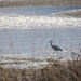 Heron stalking by kiwinanna