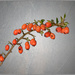 Cotoneaster by ellida