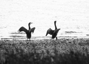 2nd Apr 2020 - Cormorants drying off