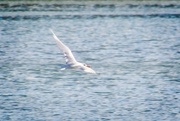3rd Apr 2020 - Caspian Tern in flight