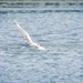 Caspian Tern in flight by kiwinanna