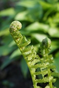 5th Apr 2020 - The ferns are uncurling