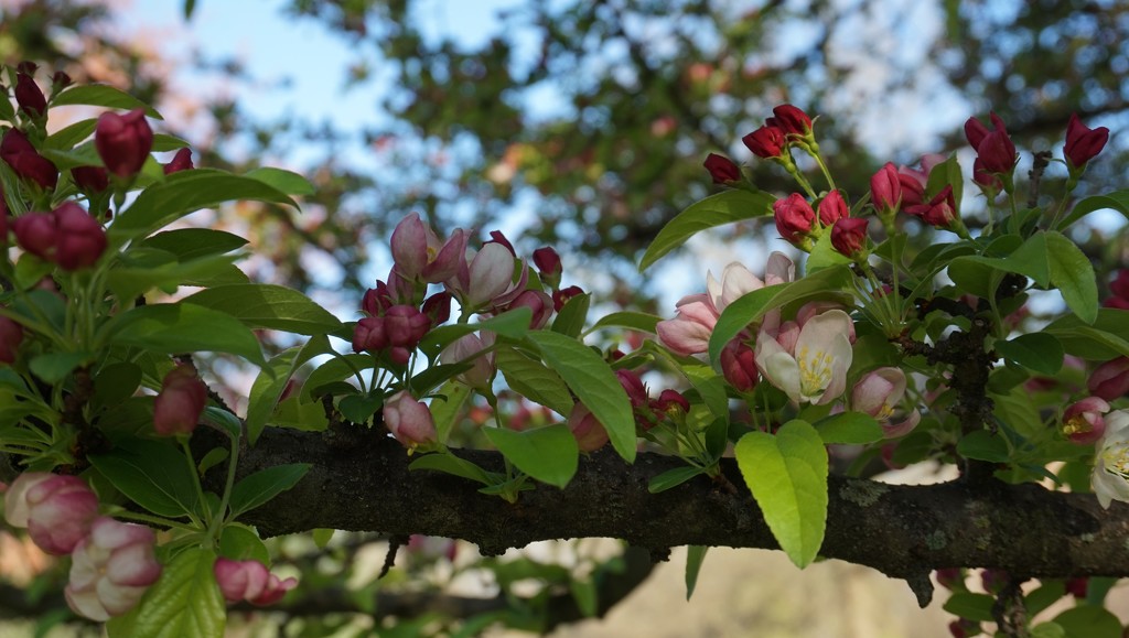 The crab apple buds are opening by tunia