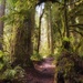 Ancient Forest, Oxbow Park, Gresham, Oregon by teiko