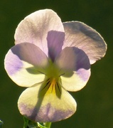 6th Apr 2020 - Viola in Flower