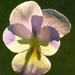 Viola in Flower by fishers