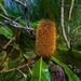  One banksia Flower ~     by happysnaps