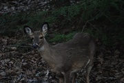 2nd Apr 2020 - Day 93: Hello, Deer!