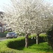cherry tree in full flower. by arthurclark
