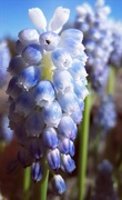 6th Apr 2020 - Grape hyacinth