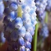 Grape hyacinth by flowerfairyann
