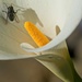 LHG-2636-calla lily PhotoBombed by rontu