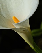6th Apr 2020 - LHG-2626-calla lily