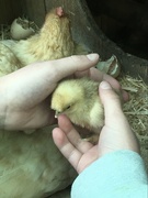 6th Apr 2020 - Baby Chick