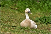 6th Apr 2020 - Hello ducky