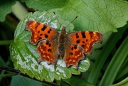 6th Apr 2020 - COMMA