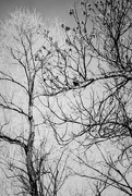 6th Apr 2020 - Blackbird in a Tree
