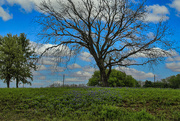 6th Apr 2020 - More Blue Bonnets