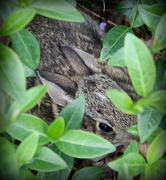 6th Apr 2020 - Peter Cottontail Hiding in the Periwinkle