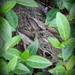 Peter Cottontail Hiding in the Periwinkle by calm