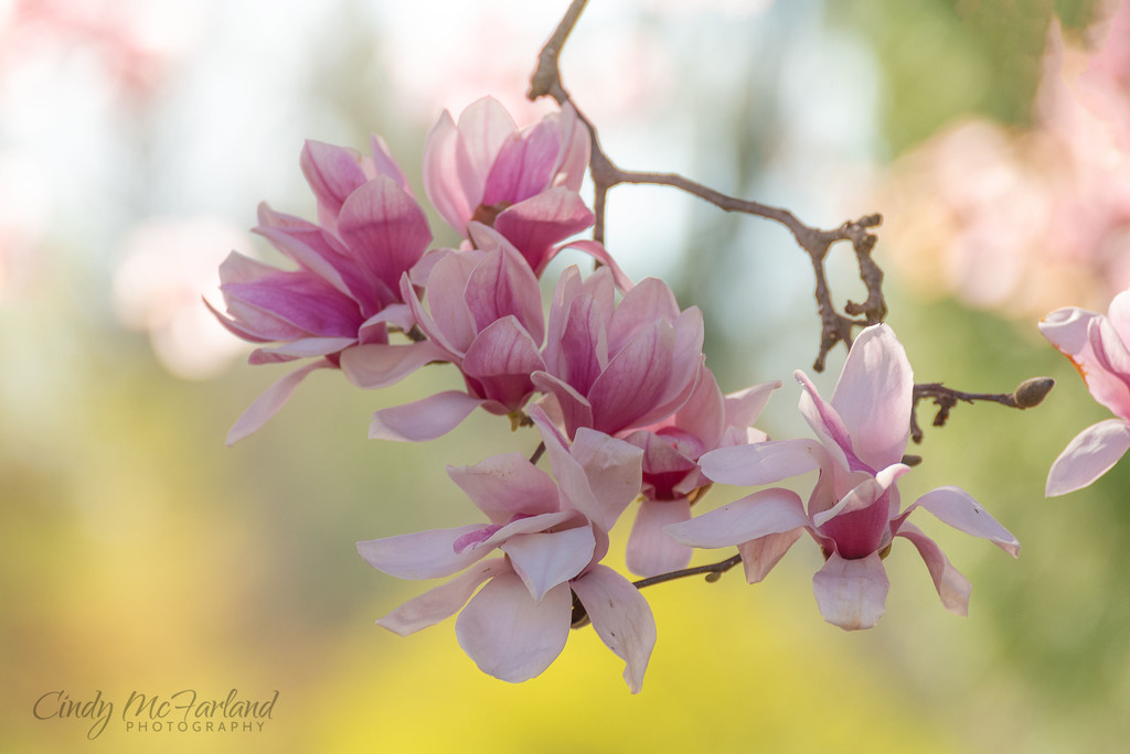 Magnolias in Bloom by cindymc