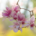 Magnolias in Bloom by cindymc