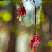 Maple Seedpods by kvphoto