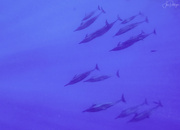 6th Apr 2020 - Swimming Above the Dolphin Pod