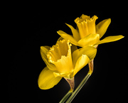 6th Apr 2020 - daffodils