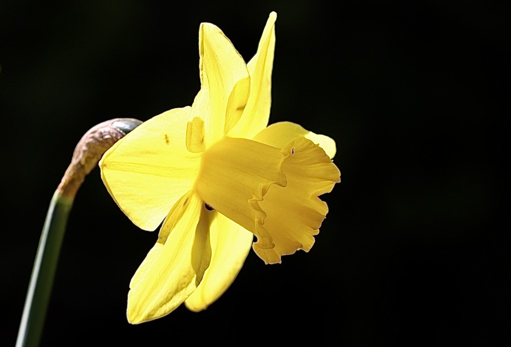 Sunlit Daffodil by carole_sandford