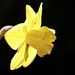 Sunlit Daffodil by carole_sandford