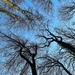 Trees.  by cocobella